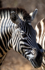 Zebra