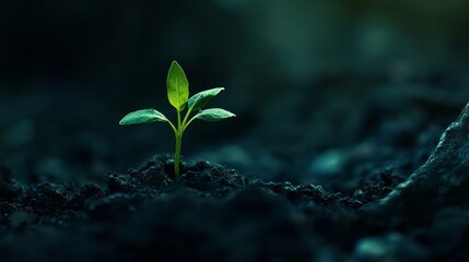 Small green seedlings emerging from rich soil against a dark background, captured in close-up detail