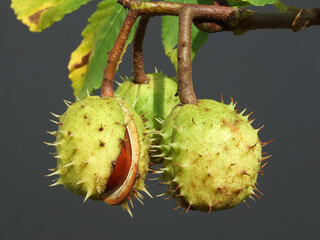 chestnut tree and some parts of it