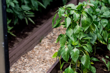 A new greenhouse made of polyethylene and polycarbonate with new beds made of wood-polymer composite with pepper seedlings. Gardening season. Greenhouses on a country plot.