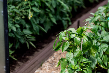 A new greenhouse made of polyethylene and polycarbonate with new beds made of wood-polymer composite with pepper seedlings. Gardening season. Greenhouses on a country plot.
