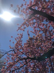 japanese cherry blossom