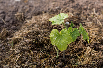 Soil with a young plant. We plant seedlings of pumpkins and squash in the ground. The concept of agriculture and harvesting. Close-up.