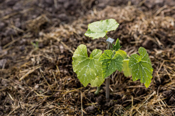 Soil with a young plant. We plant seedlings of pumpkins and squash in the ground. The concept of agriculture and harvesting. Close-up.