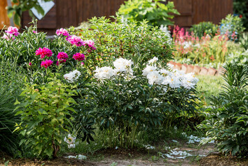 Close-up of blooming pink peonies. Peony flowers and buds in the spring garden. Green natural background. A blooming garden. Beautiful bokeh.