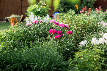 Close-up of blooming pink peonies. Peony flowers and buds in the spring garden. Green natural background. A blooming garden. Beautiful bokeh.