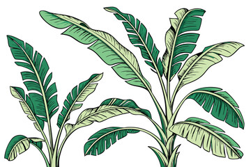 Tropical banana leaves, detailed botanical illustration, vibrant green foliage, large elongated leaves, various angles and sizes, watercolor painting style, white background, high resolution, realisti