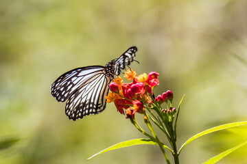 A White Tiger butterfly perched on a vibrant flower, wings spread. Nature, insect, butterfly, white tiger, flower, blossom.
