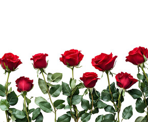 Fototapeta premium Passionate Red Roses: Elegant Floral Bouquet, Romantic Love Symbol, Isolated on Transparent Background, Perfect for Design 