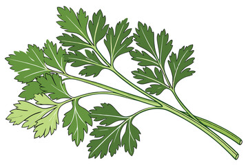  Fresh parsley sprigs, vibrant green leaves, culinary herb, aromatic, delicate stems, closeup, white background, crisp detail, organic produce, kitchen ingredient, garnish, isolated, textured foliage,