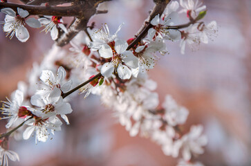 Blooming apricot branch close-up. Texture.