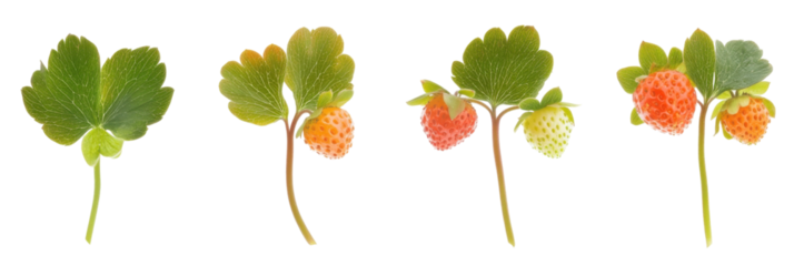 Evolution of strawberry growth: from flower to ripe fruit on isolated leaves png