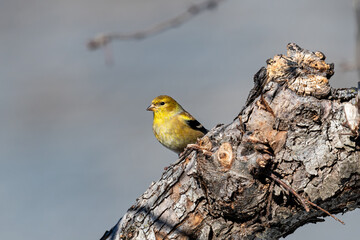 American Goldfinch sitting on a branch on an overcast winter day.  In winter males and females...