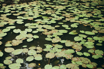 Pond with water lilies. Scenic of swamps in the park. Nature banner