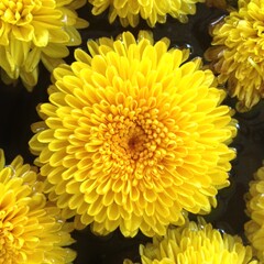 chrysanthemum