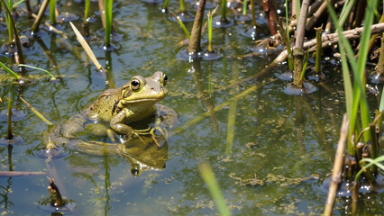 World Wetlands Day. Frog sits in the swamp and croaks