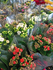 Blooming flowers succulent Kalanchoe Kalandiva close up in a flower market