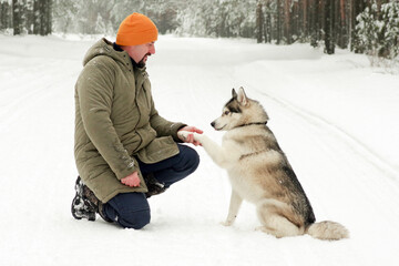 A mature man and a companion dog spend time in the woods on a day off. winter walk, Siberian husky gives a paw to its owner. © Dmitrii Labrador