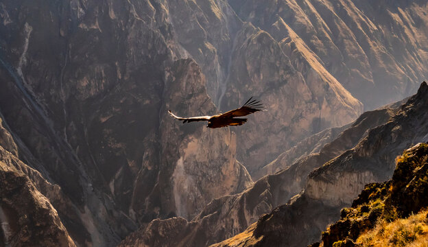 Stunning andean condor flying over the colca canyon, Peru