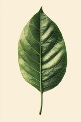 A fresh green cocoa leaf isolated on a plain white background.