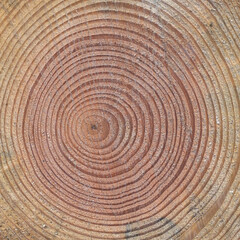 Fototapeta premium jahresringe