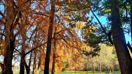 Sunny day in autumn forest, coniferous trees