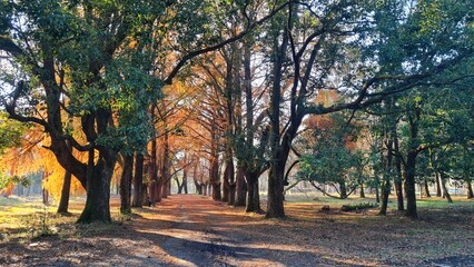 Beautiful alley in the autumn forest