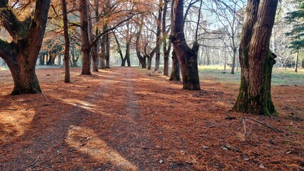 Slow walk along a path in the autumn forest