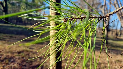 Coniferous tree branch in autumn forest, sunny weather