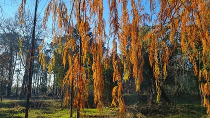 Branches with yellow autumn needles sway quietly in the wind