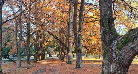 Beautiful alley in the autumn forest