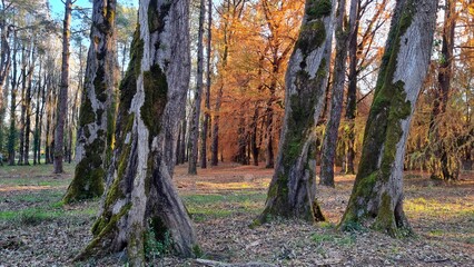 Large trees with yellow needles in an autumn park
