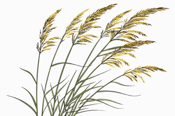  A photograph of a small bouquet of ornamental grasses, featuring feathery, golden-brown plumes and slender green stems, set against a plain white background. The grasses are arranged in a loose, natu