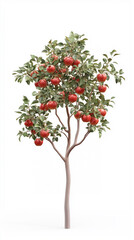 Obraz premium A branch of an apple tree with green leaves and ripe red apples, isolated on a white background.