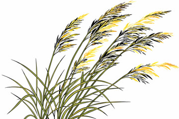  A photograph of a small bouquet of ornamental grasses, featuring feathery, golden-brown plumes and slender green stems, set against a plain white background. The grasses are arranged in a loose, natu