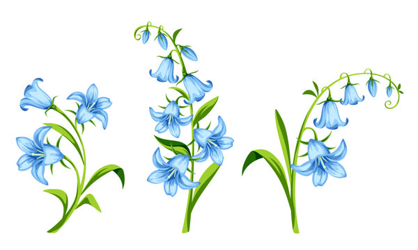 Blue bluebell flowers isolated on a white background. Set of vector floral design elements