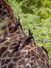 Yellow-billed oxpecker (Buphagus africanus) on a southern giraffe (Giraffa giraffa) in Hwange National Park.