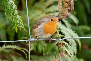 Close up of a European robin (erithacus rubecula) perching on a wire fence