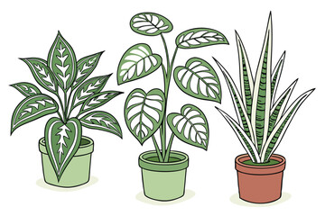  Photo of five potted plants arranged in a row on a white background. Each plant has a different type of foliage, including large green leaves, variegated leaves with white patterns, and broad, glossy