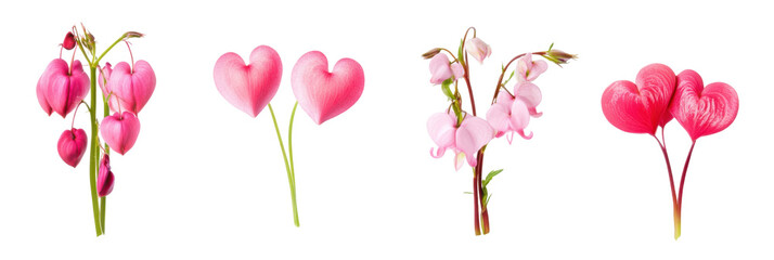 Vielzahl von rosa Tränendem Herz Blumen auf transparentem Hintergrund png