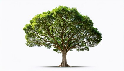 a large tree stands alone on a white background the tree is tall and has a lot of leaves clipping path