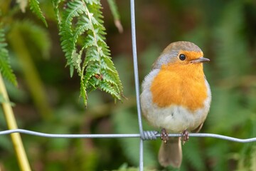 Close up of a European robin (erithacus rubecula) perching on a wire fence