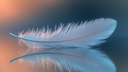 Obraz premium feather on blue background