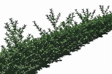  Photo of a lush green hedge against a white background, taken from above, showing the entire height of the hedge, with the top and bottom edges of the image. The hedge is dense and uniform, with smal