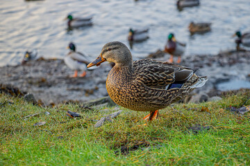 A female duck is standing on the grass with a lake behind her