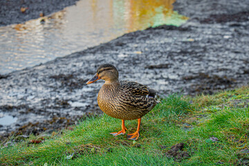 A female duck is standing on the grass with a seaweeds behind her
