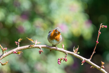 Close up of a European robin (erithacus rubecula) perching on a branch