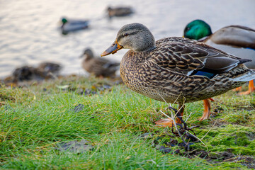 A brown mallard walks to the left in front of other ducks
