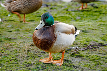 A drake with a green head, brown neck and black tail stands on the grass