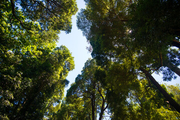 Fototapeta premium Looking up at tall trees in a forest.